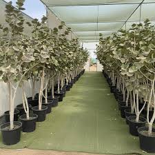 Image result for Coccoloba uvifera