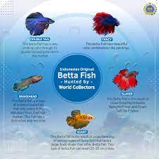 We did not find results for: Kbri Den Haag Ikan Cupang Betta Fish Asli Indonesia Facebook