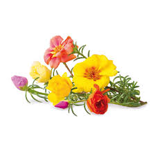 Click and Grow Farm Refill, Pack of 9, Moss Rose : Buy Online at Best Price  in KSA
