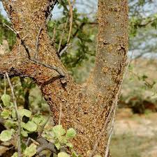 Image result for Commiphora