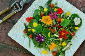 We did not find results for: Nasturtium Properties And Benefits Of A Natural Antibiotic Freak Of Natural