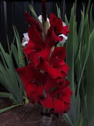 Pin On Flowers