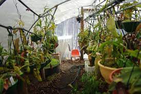 Pin On Nepenthes Carnivorous Pitcher Plant