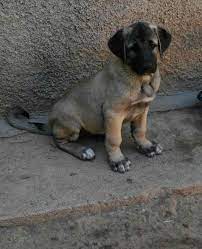 satilik kangal panosundaki pin