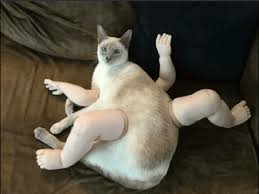 Image result for cursed images