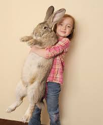 Darius Biggest Bunny In The World Babies For Sale World S Biggest Rabbit Cute Animals Animals