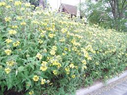 Image result for Phlomis fruticosa