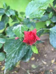 Closed Hibiscus Flower Flowers Hibiscus Flowers Hibiscus