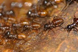 All of that being said we do cover the pest control to prevent termites. What To Do If You Find Termites In Your Apartment Apartment Abc