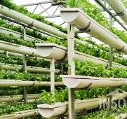 Hydroponics Greenhouse Manufacturer - INSONGREEN