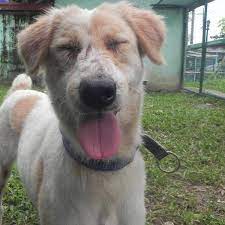 Add your vet and pet rx info, then chewy handles the rest. A Guide To Aspins The Philippines Native Dogs Philippine Primer