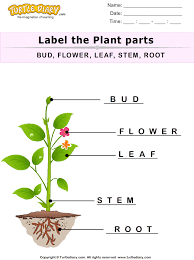 Label The Plant Parts Answer Parts Of A Plant Plants Plant Bud