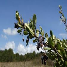 Image result for Hyparrhenia anamesa