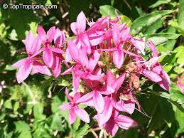 Image result for Ruspolia seticalyx