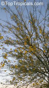 Image result for Parkinsonia africana