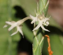 Image result for Elytraria acaulis