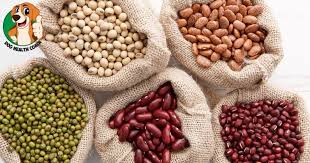 They carry 5 grams of proteins in an ounce. Can Dogs Eat Beans Yes And No It Really Depends