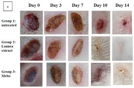 Image result for Launaea violacea