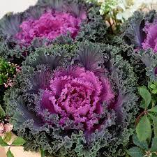 Brassica is a genus of plants in the cabbage and mustard family (brassicaceae). Nagoya Sakata Ornamentals