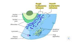 The golgi apparatus is responsible for identifying, processing and packaging macromolecules. Golgi Apparatus Function Structure With Analogy Diagram