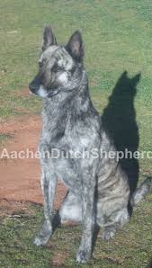 We also ship anywhere in the united states. Dutch Shepherd Puppies For Sale Aachen Dutch Shepherds