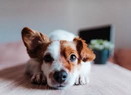 To clean your dog's ears, make a mixture of 1/2 vinegar and 1/2 rubbing alcohol and let it come to room temperature. What Causes A Dog S Ears To Smell Learn Why And How To Clean Your Dog S Ears At Home Petmd