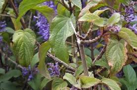 The purple flower (small bit that attaches to the plant) is a bit sweet in taste. Blue Spur Flower Pest Control Hub Northland Regional Council