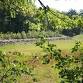 Summer Events Announced for the Forest Society
