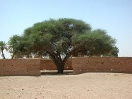 Image result for Acacia hockii