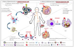 2009年8月18日時点で、身長= 142cm・バスト= 60cm・ウエスト= 52cm・ヒップ= 64cm。 Cancers Free Full Text Highlighting The Potential For Chronic Stress To Minimize Therapeutic Responses To Radiotherapy Through Increased Immunosuppression And Radiation Resistance Html