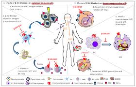 Liity facebookiin ja pidä yhteyttä käyttäjän riko kawanishi ja muiden tuttujesi kanssa. Cancers Free Full Text Highlighting The Potential For Chronic Stress To Minimize Therapeutic Responses To Radiotherapy Through Increased Immunosuppression And Radiation Resistance Html