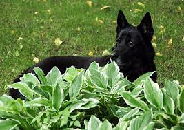 Maybe you would like to learn more about one of these? Are Hostas Poisonous To Dogs What To Do If Your Dog Eats It