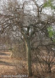Image result for Commiphora caerulea