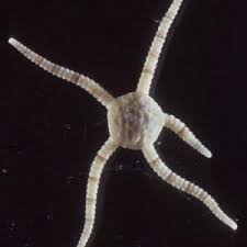 Image result for Hedythyrsus thamnoideus