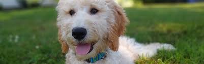 We have puppies who are. F1b Standard Apricot Goldendoodles Started Ready Now Goldendoodle Breeder Ny Goldendoodle Puppies Ny Mini Sheepadoodle Puppies Doodles By River Valley Doodle Puppies