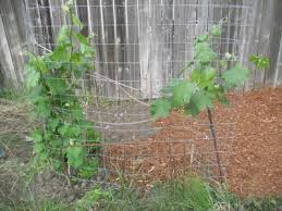 This variety also does well in warmer climates. Newprotest Org Garden 2009