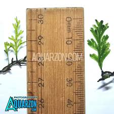 Image result for Crepidomanes