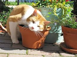 If you have cats wandering your garden, it's a good idea to learn how to grow catnip so that your catnip can be grown either from a small plant or directly from seeds. Catnip And Catmint Plants Interesting Herbs And Their Uses Owlcation