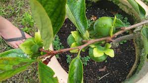 Ini adalah cara tanam pisang dari pangkal pokok pisang (wijayanto, 2006): My Mix Garden Persimmon Pisang Kaki