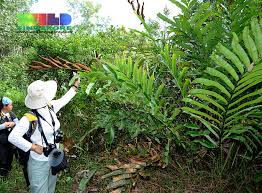 Image result for Acrostichum aureum