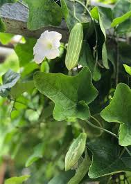 Image result for Coccinia adoensis