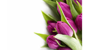 Widescreen Wallpapers Of Tulips New Pics Violet Tulip White Background 3840x2160 Wallpaper Teahub Io Here are only the best tulips background wallpapers. violet tulip white background