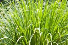 Image result