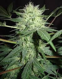 Northern lights auto outdoor grow. Northern Lights Autoflowering Strain Information Cannaconnection Com