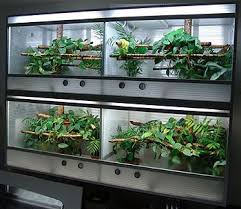 Duplex Terrarium Enclosure Plans Reptile Room Terrarium Green Trees