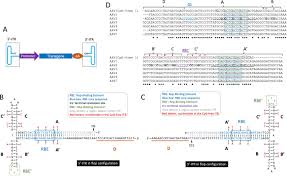 Image result for Black 1996 AAV