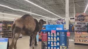 A camel can survive seven days without water, but not because they are carrying large reserves inside their humps. Camel Strolls Through Petsmart In Michigan