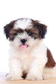 Cute White Puppy White Background Shih Tzu Puppies Shihtzu Shih Tzu Puppy Shih Tzu Shih Tzus