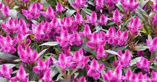 Celosia Argentea Care Tips Growing The Silver Cock S Comb