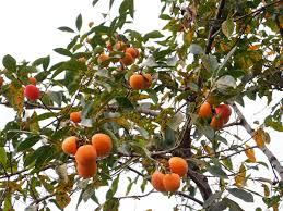 Image result for Diospyros